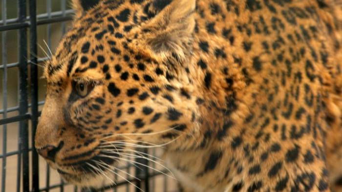 Leopard fällt Pfleger im Zoo an