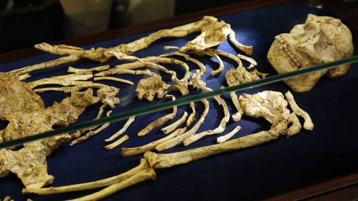 Fast vier Millionen Jahre altes Skelett präsentiert