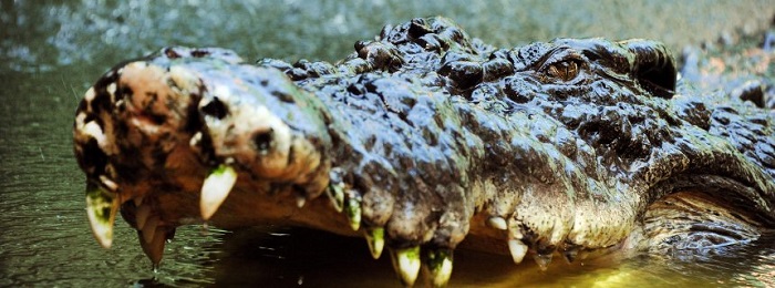 Australien: Krokodil attackiert schlafenden Teenager