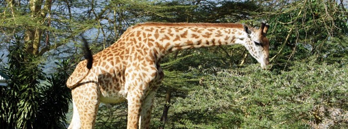 Giraffen sind vom Aussterben bedroht