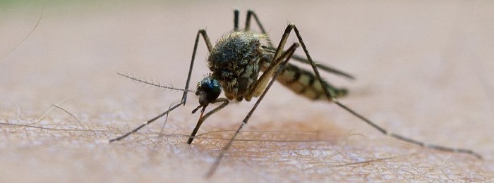 Feuchtwarmes Wetter: Experten fürchten Mückenplage