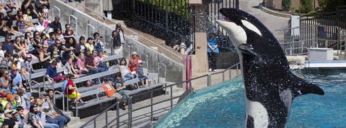 Freizeitparks in USA: Sea World verzichtet auf Orcas