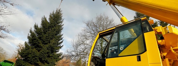 Weihnachtsbaum für Merkel: Abtransport mit Hindernissen