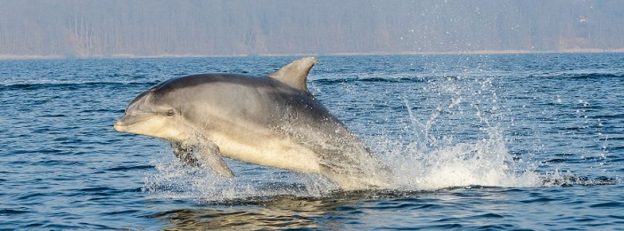 Delfine vor Flensburg: Große Sprünge in der Ostsee