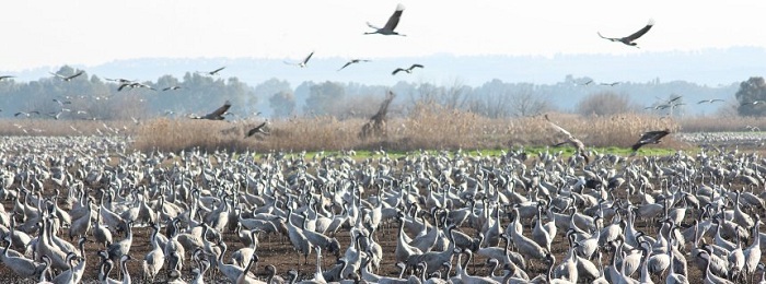 Rastplatz: Millionen Zugvögel treffen sich in Israel
