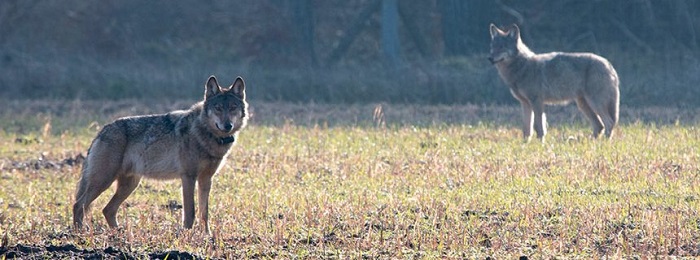 Niedersachsen: Problemwolf Kurti ist tot