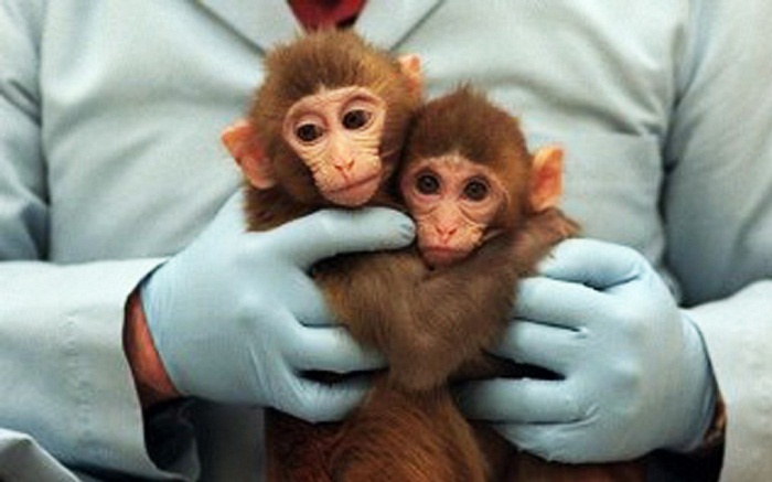 L’Australie vote la fin des tests de cosmétiques sur des animaux
