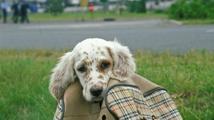 United schickt Hund auf falschen Flug