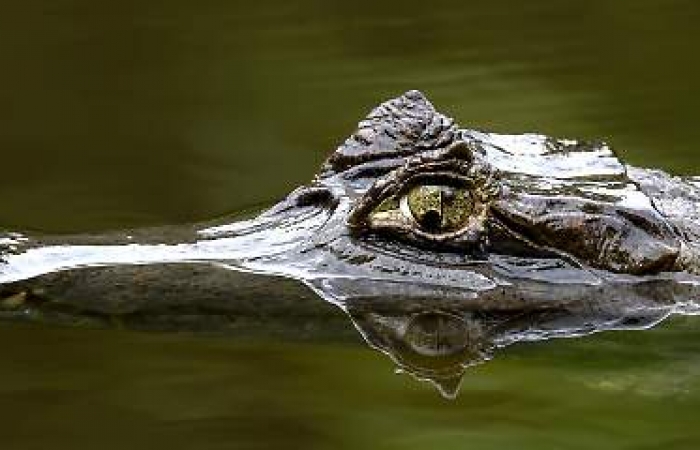 Neun Krokodile entkommen aus Zoo in Peru