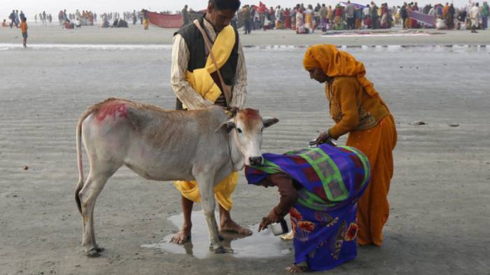 Inde: l'interdiction d'abattage de vaches contestée