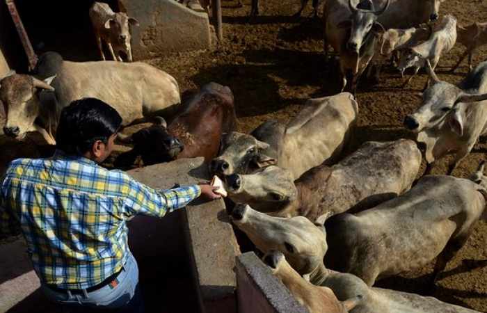 Indian mob beats two Muslims to death over suspected cow theft