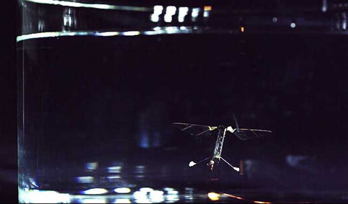 First insect-size robot that can fly, swim