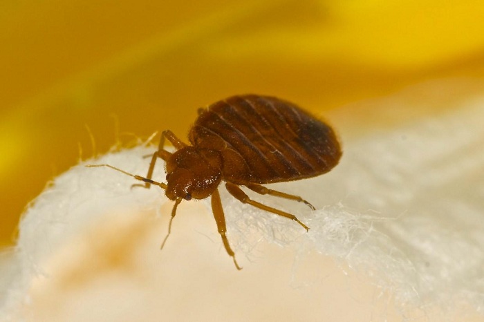 Scientists say we shouldn`t make our beds