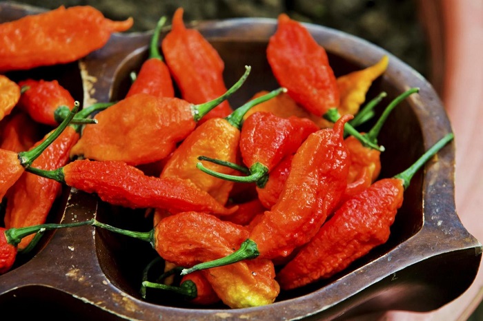 Man eats world`s hottest chili, burns hole in his throat Man eats world`s hottest chili, burns hole in his throat