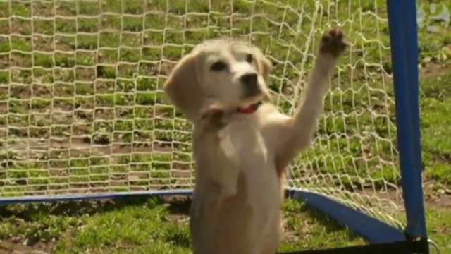 Dog breaks record for most balls caught with paws 
