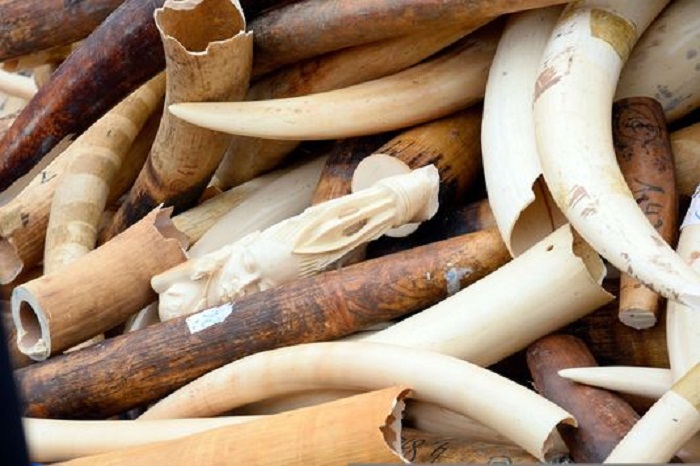 Vietnam : Saisie de 619 kg d’ivoire de contrebande en provenance d`Afrique