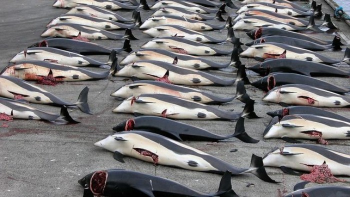 Japón lidera el boicot a crear un santuario de ballenas en el Atlántico Sur