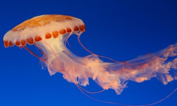 What do Jellyfish teach us about climate change?