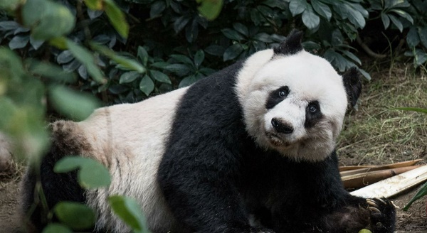 Jia Jia, la doyenne des pandas, est morte à l`âge de 38 ans 