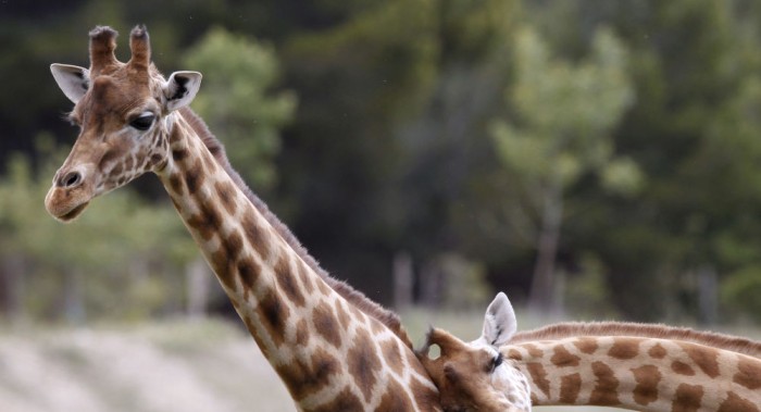 Son cuatro las especies de jirafas que habitan nuestro planeta