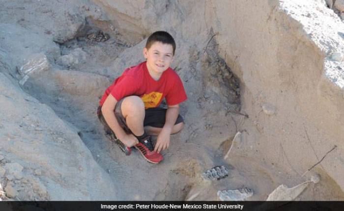 A 9 ans, il découvre un fossile de Stegomastodon vieux d'un million d'années