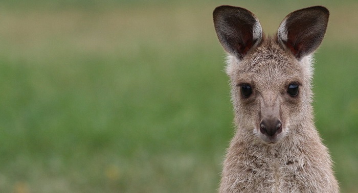 Un kangourou attaque une fille en Australie, sa mère la défend