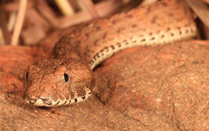 New species of deadly `sit-and-wait` snake discovered in Australia
