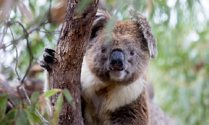 Koalas `under siege` from policy changes set to destroy habitat, report finds