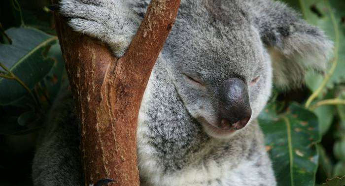 Los koalas podrían desaparecer totalmente en 20 años