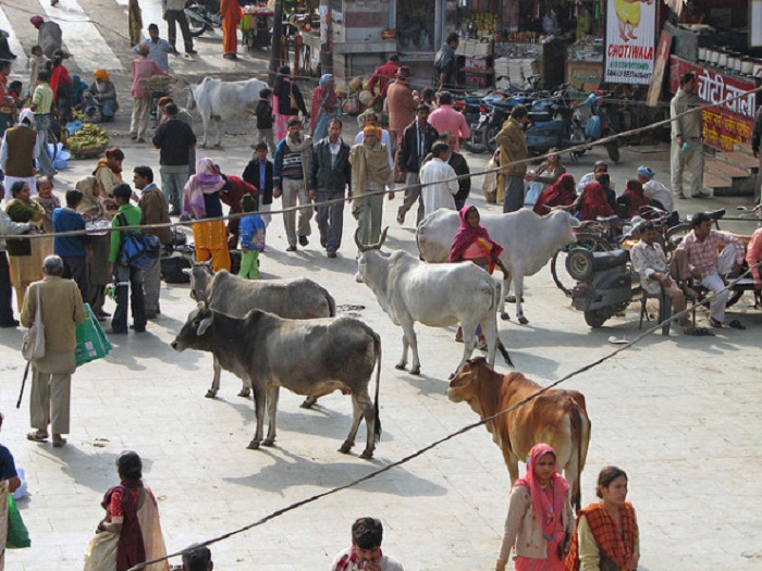 Heilige Kühe: Mob in Indien tötet vermeintlichen Schmuggler