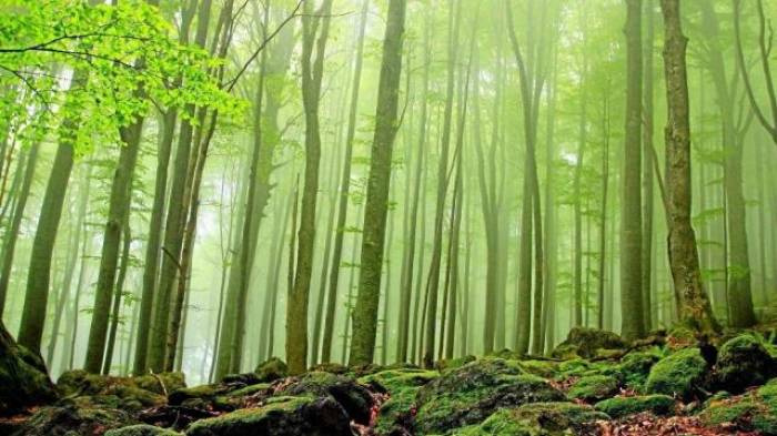 L'Unesco au secours des forêts roumaines