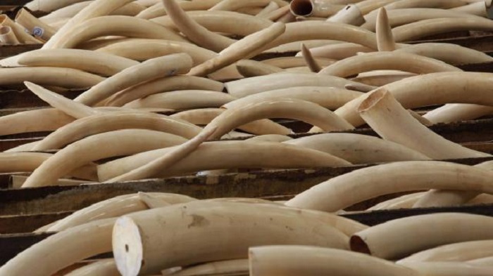 La Chine va interdire le commerce d`ivoire