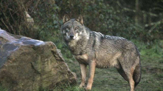 La Norvège revient sur son projet « d`abattage massif » de loups