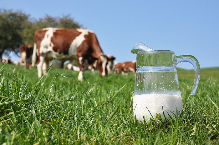 Comment produit-on le lait ?