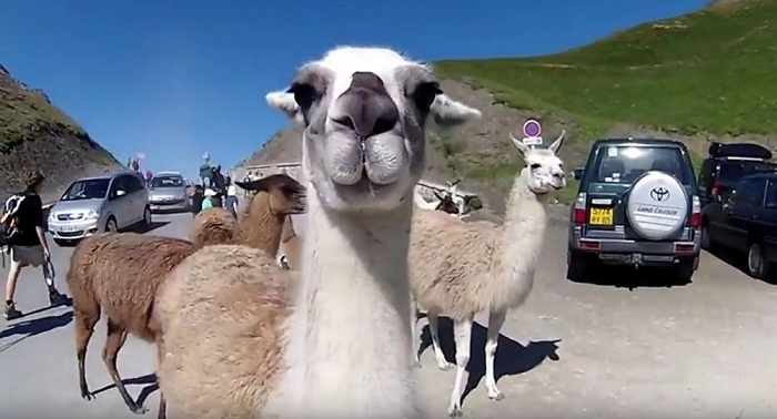 Tour de France: des lamas attendent les cyclistes au Tourmalet