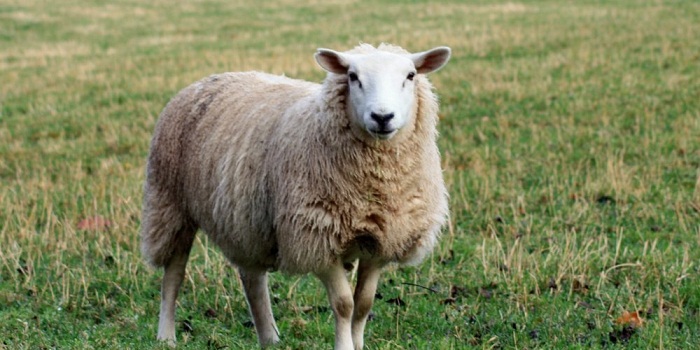 Gironde: à 94 ans il est tué par un mouton