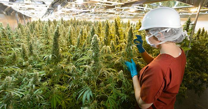 Italie: premier pas vers la légalisation du cannabis thérapeutique