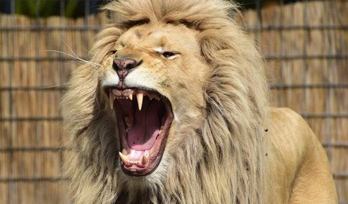La reacción inesperada de un león casi mata a dos niños… del susto