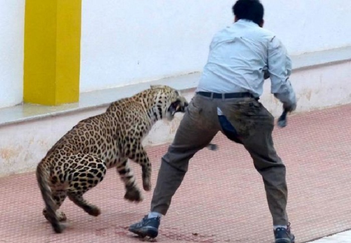 Inde: un léopard fait 6 blessés dans une école - VIDEO