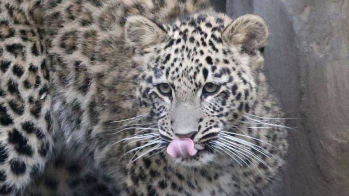 Leopard greift Sechsjährige in Streichelzoo an