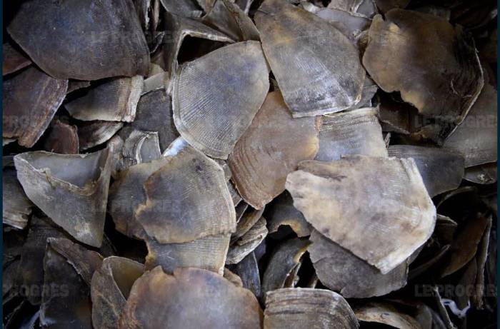 Malaisie : saisie d'écailles de pangolins pour un million d'euros