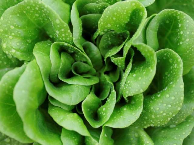 Eating salad and leafy greens everyday 'could prevent dementia'