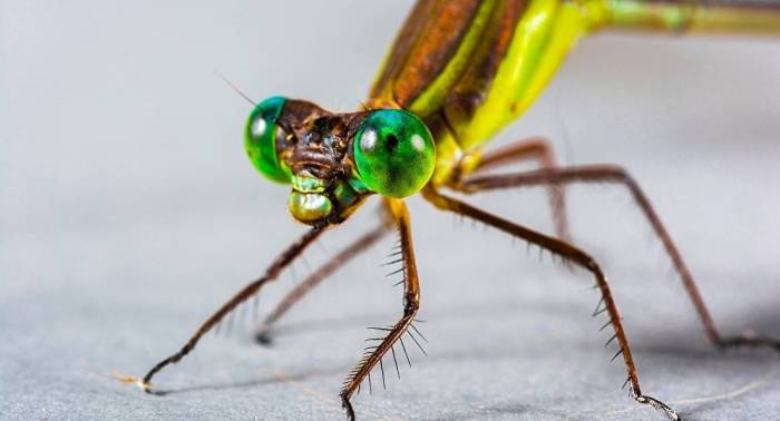 Une libellule vivante transformée en drone télécommandé