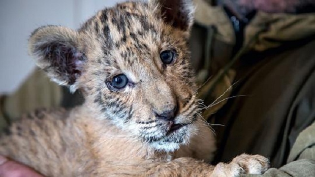 Seltener Liger in Russland geboren