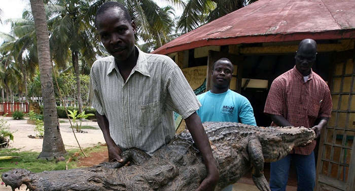 Limpopo: Drei impotente Brüder werden bei ritueller Krokodil-Vergewaltigung gefressen  