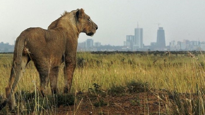 Kenya escaped lion attacks elderly man in Nairobi