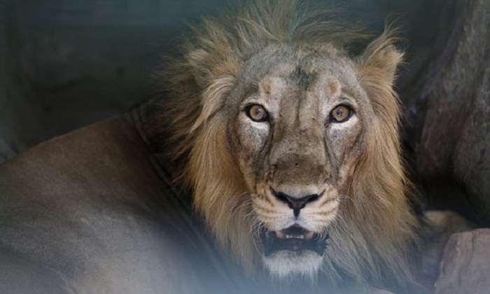 Zoo de Londres: Dormir au milieu des lions, ça vous dit?