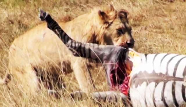 Video reveals lion`s brutal attack on zebra