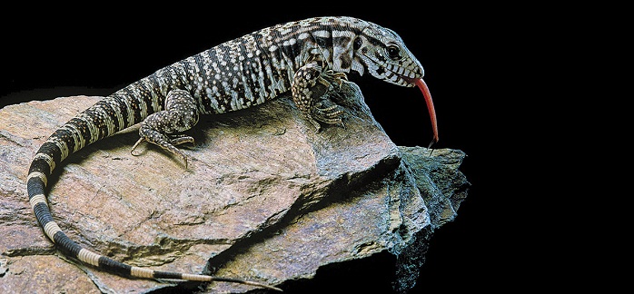 First warm-blooded lizards switch on mystery heat source at will