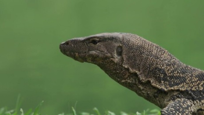 Park invaded by large lizards - VIDEO